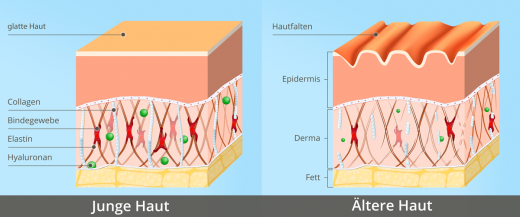 Aufbau der Haut und Hautalterung