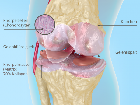 Kniegelenk